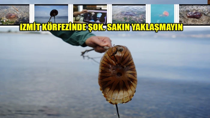  Denizde bu t&uuml;r&uuml; g&ouml;r&uuml;rseniz sakın yaklaşmayın