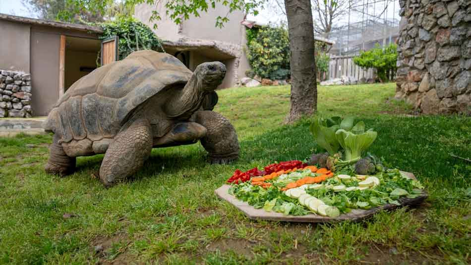 Faruk Yalçın Hayvanat Bahçesi’nden Dünya Kaplumbağa Günü’ne özel atölye