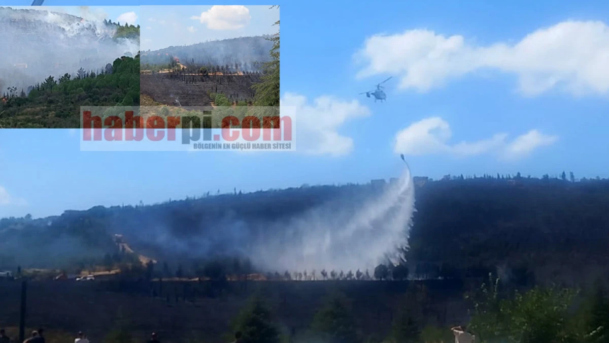 Gebze'de orman yangını