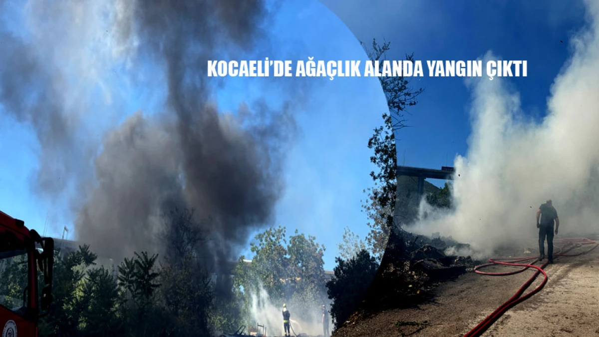 Kocaeli'de ağa&ccedil;lık alanda yangın &ccedil;ıktı