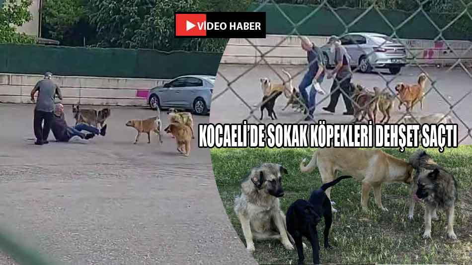 Kocaeli'de sokak köpeklerin saldırısına uğradı