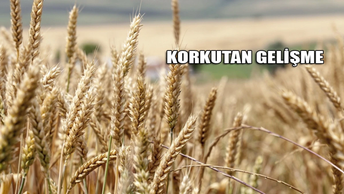 Korkutan gelişme. K&uuml;resel gıda krizi mi geliyor?