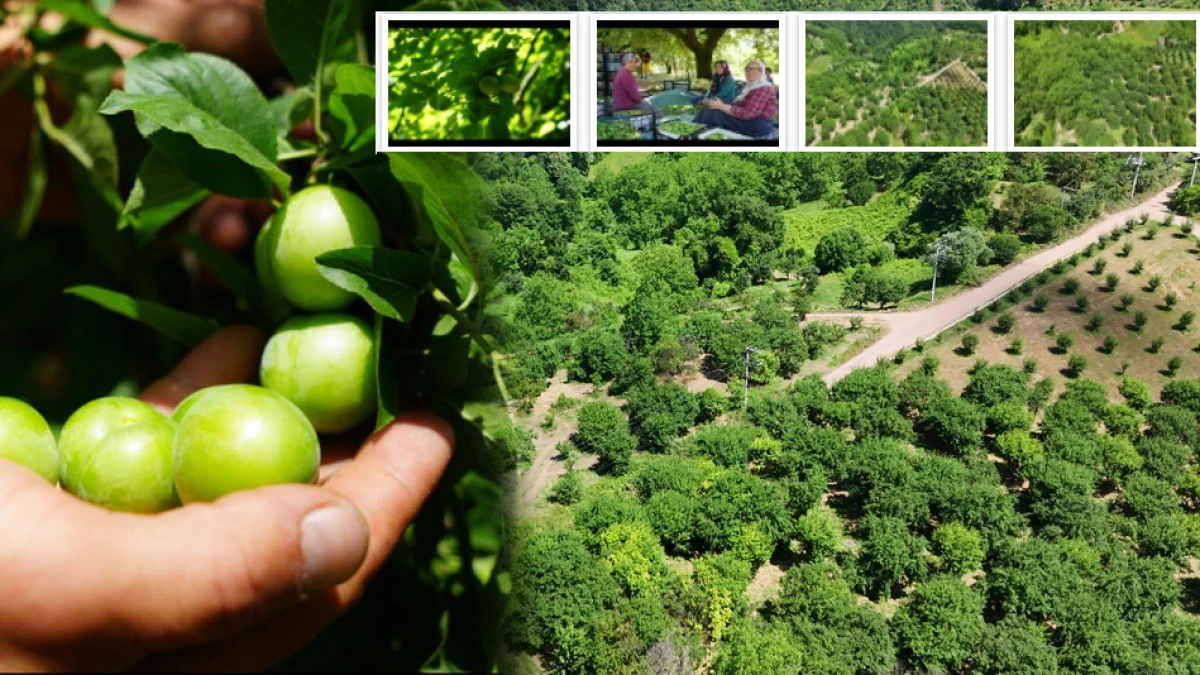 Lezzetiyle &uuml;nl&uuml; Eşme eriği bereketiyle geldi