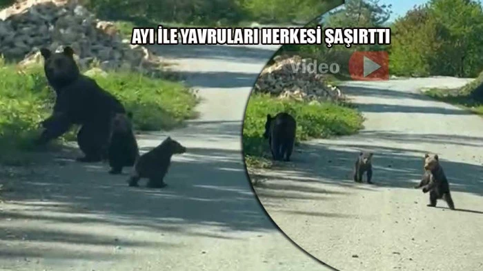 Yolun ortasında b&uuml;y&uuml;k s&uuml;rpriz